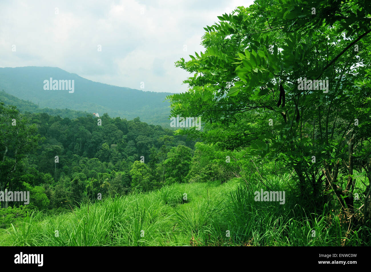 Arbres verts ! Banque D'Images