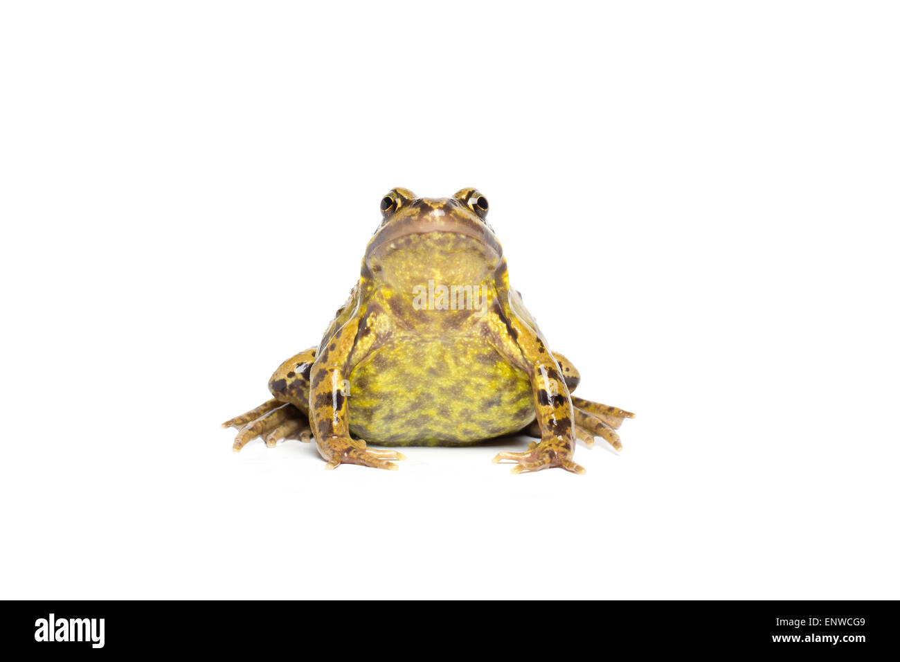 European common Frog, Rana temporaria, sur fond blanc Banque D'Images