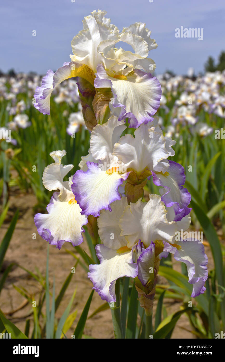 Domaine des iris fleurs Keizer dans l'Oregon. Banque D'Images