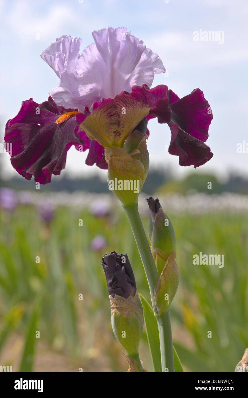 Domaine des iris fleurs Keizer dans l'Oregon. Banque D'Images