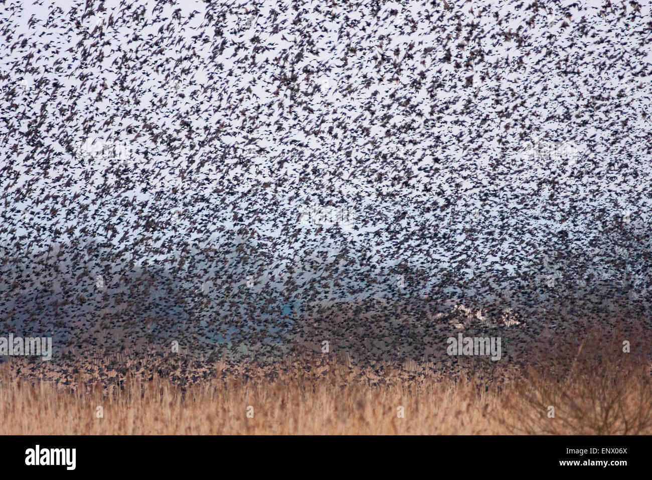 Des milliers/millions d'étourneaux retourner dans leurs dortoirs, remplir le ciel au-dessus de Shapwick Heath,une zone humide de la réserve,Mars Avalon Banque D'Images