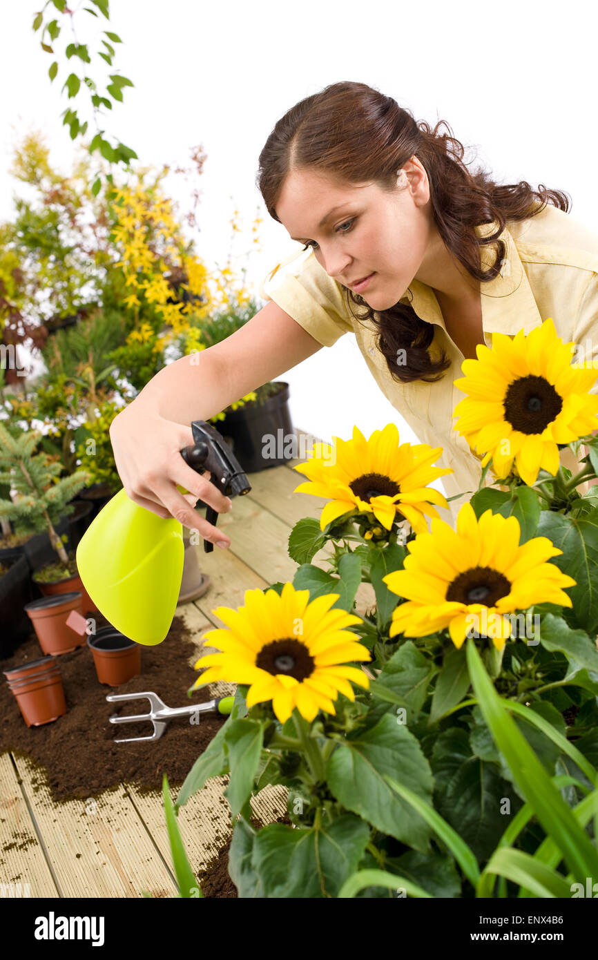Jardinage - femme de l'eau d'arrosage sur fleur de tournesol Photo Stock -  Alamy