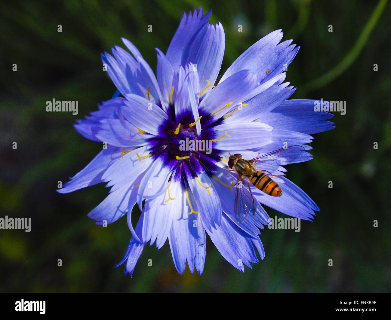 Hoverfly sur la fleur bleue Banque D'Images