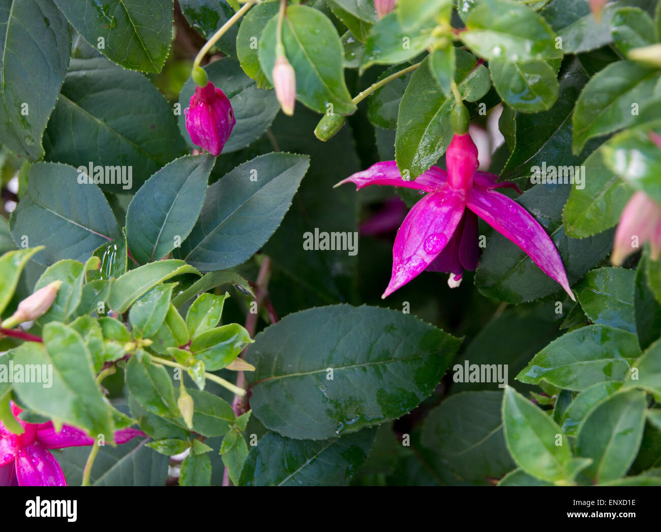 Rose et violet fuchsia libre avec des feuilles vertes. Banque D'Images