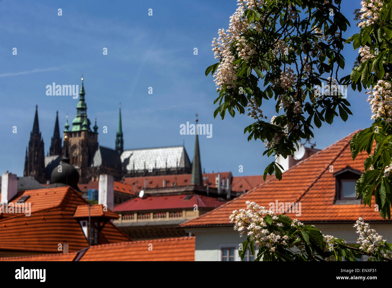 Le Château de Prague Printemps, fleurs de marronnier d'arbre, République Tchèque Banque D'Images