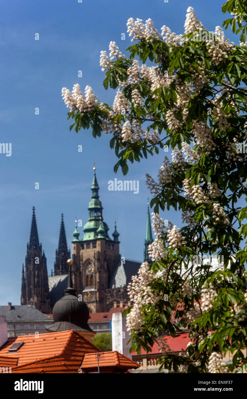 Vue sur le château de Prague au printemps, la cathédrale de tours et de fleurs de marronnier d'arbre, République tchèque monde célèbres bâtiments Banque D'Images