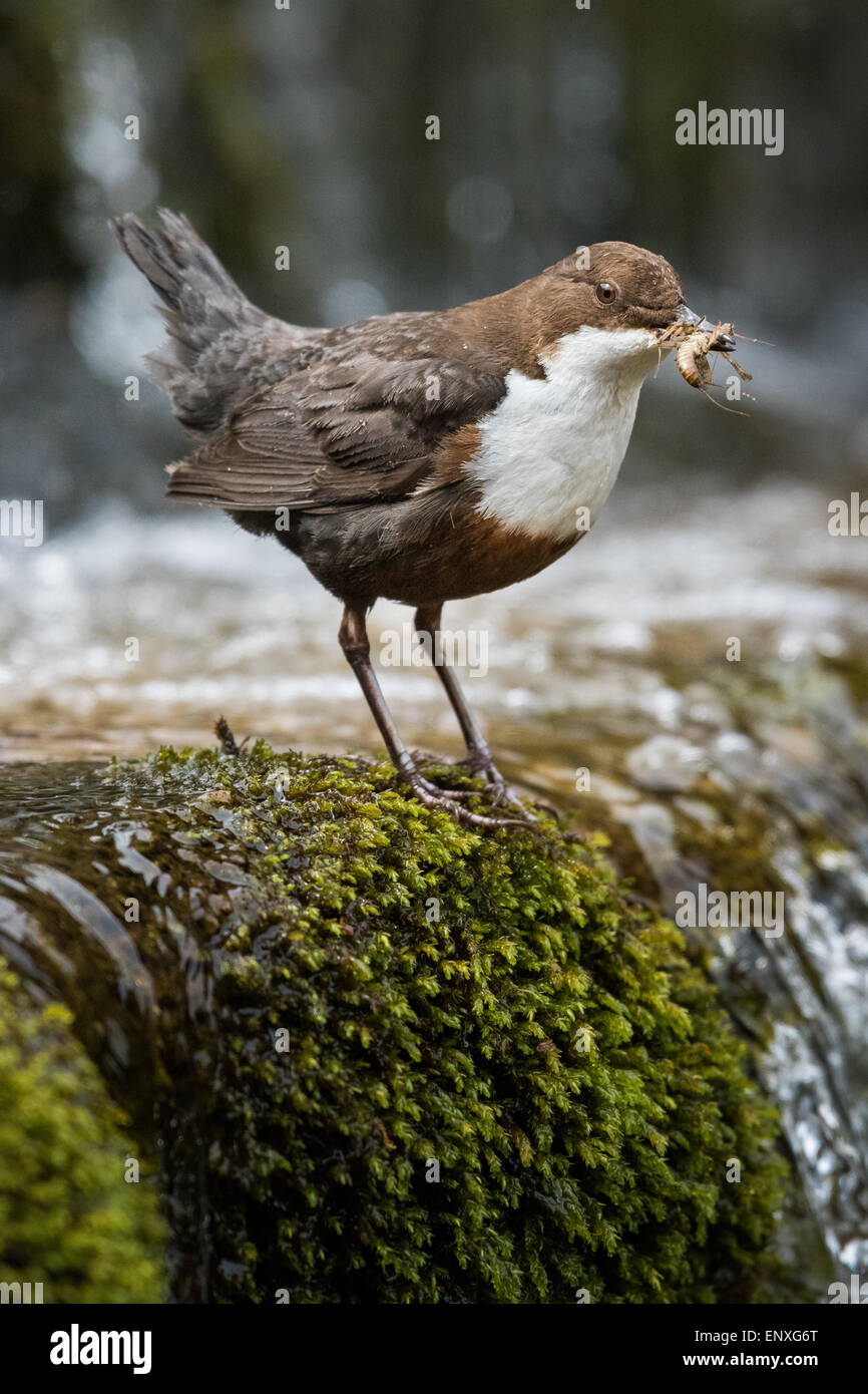 Balancier (Cinclus cinclus adultes) se tenait sur une petite rivière dans le parc national de Brecon Beacons avec de la nourriture pour ses petits. Banque D'Images