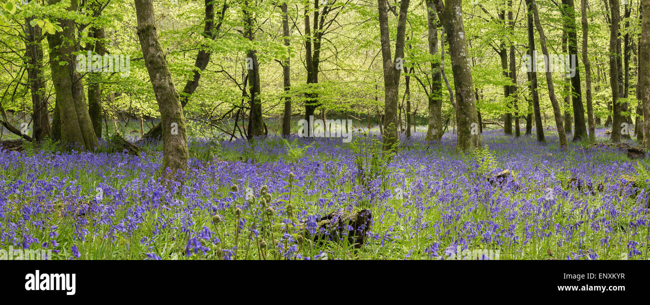 Bluebells à Dinefwr Castle Woods, Llandeilo, Carmarthenshire, Pays de Galles Banque D'Images