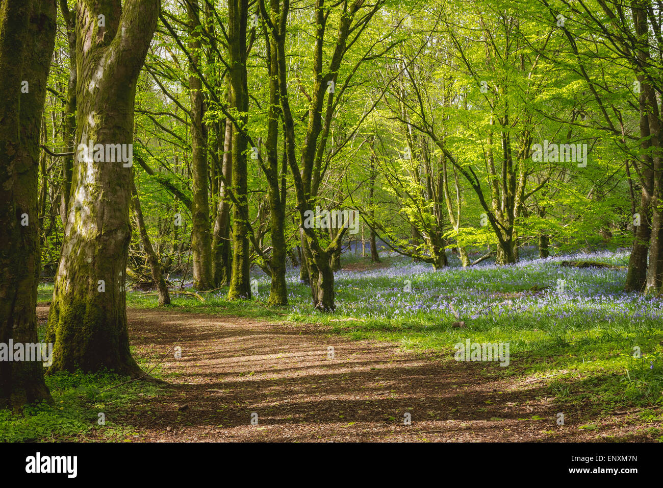 Bluebells à Dinefwr Castle Woods, Llandeilo, Carmarthenshire, Pays de Galles Banque D'Images