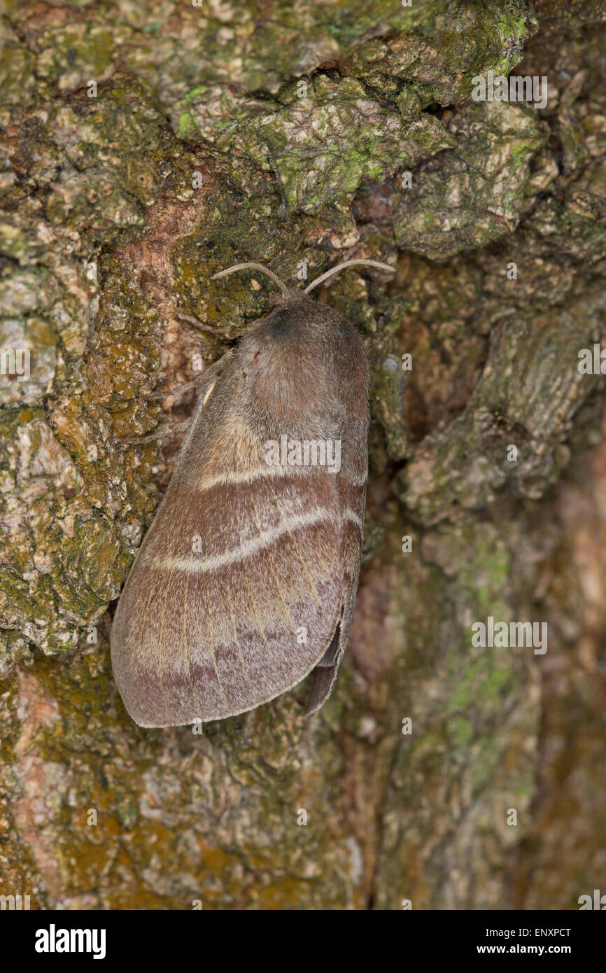 Fox Moth, Brombeerspinner Brombeer-Spinner Macrothylacia rubi,,, Glucken, Lasiocampidae Banque D'Images