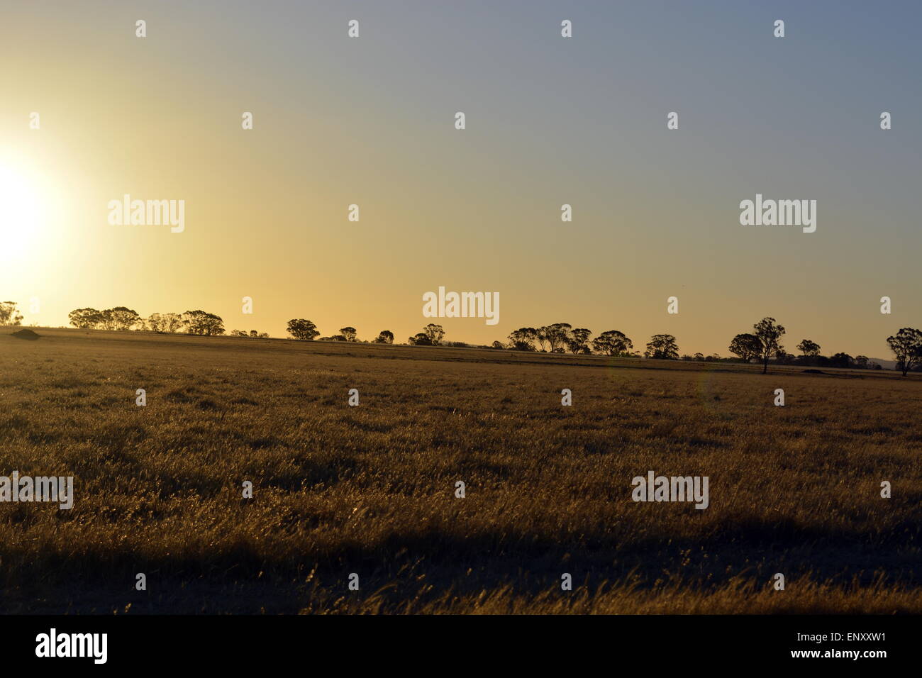 Coucher du soleil australien, les champs d'Or, le ciel est clair, les terres d'herbe, beau coucher de soleil, l'or. Banque D'Images