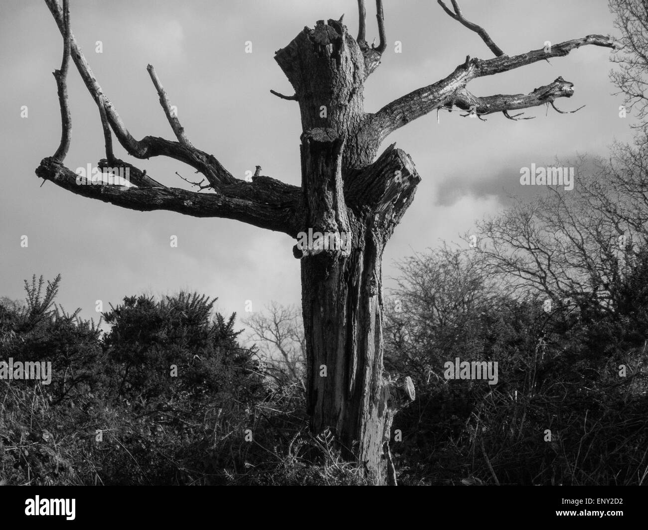 Arbre mort Banque D'Images