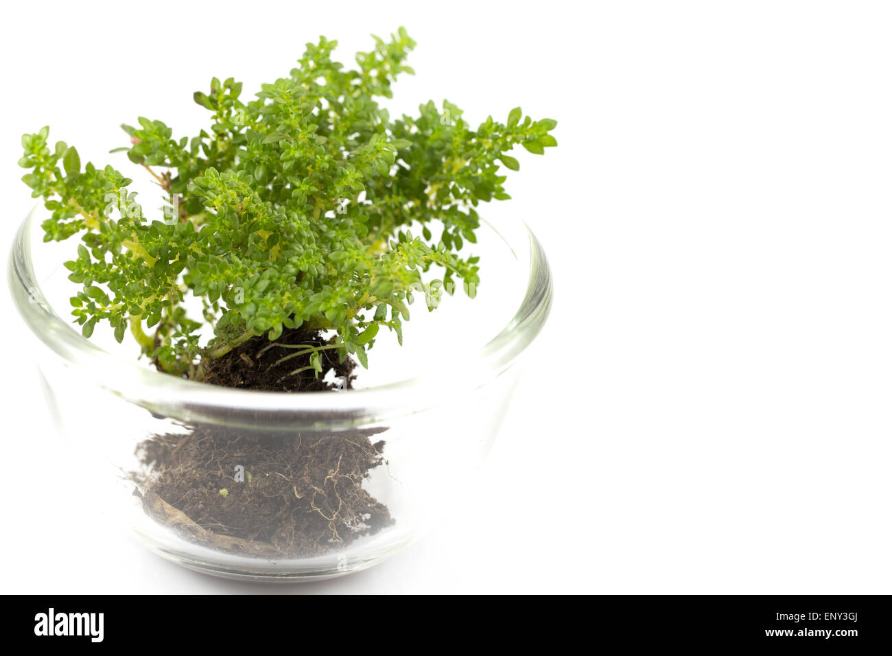 Petit arbre de coupe du verre en isolé sur fond blanc Banque D'Images