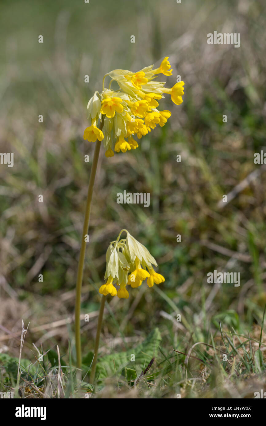 Coucou bleu (Primula veris) en fleurs sur un sol calcaire site géologiques crayeuses. Un Etat du duc de Bourgogne papillon. Banque D'Images