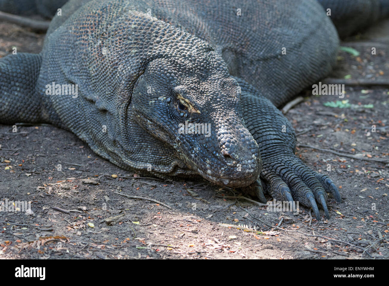 l-indon-sie-l-le-de-komodo-le-parc-national-de-komodo-unesco-world
