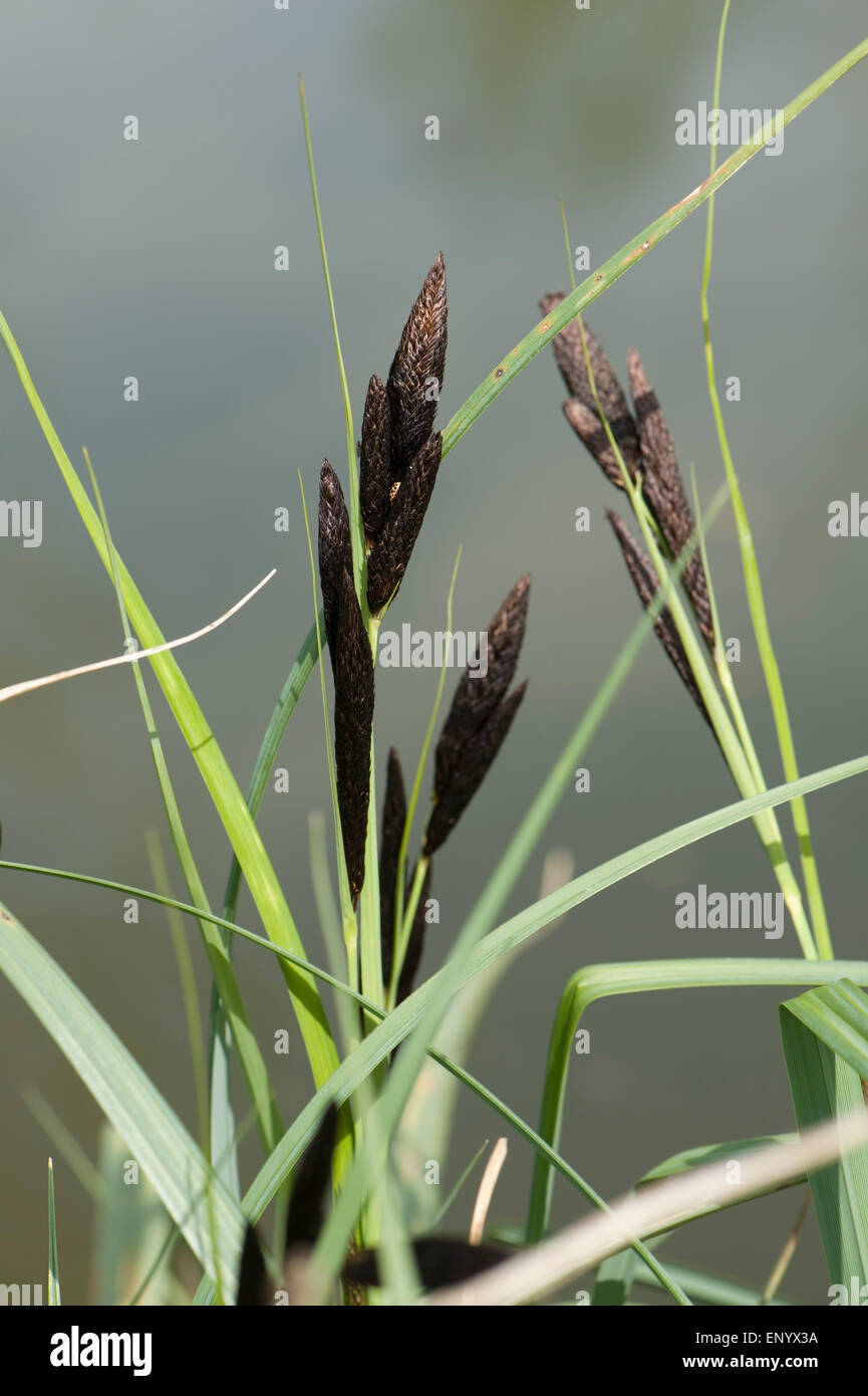 Noir ou commune de carex, Carex nigra, la floraison sur la rive de la Kennet and Avon Canal, Hungerford, Berkshire, Avril Banque D'Images