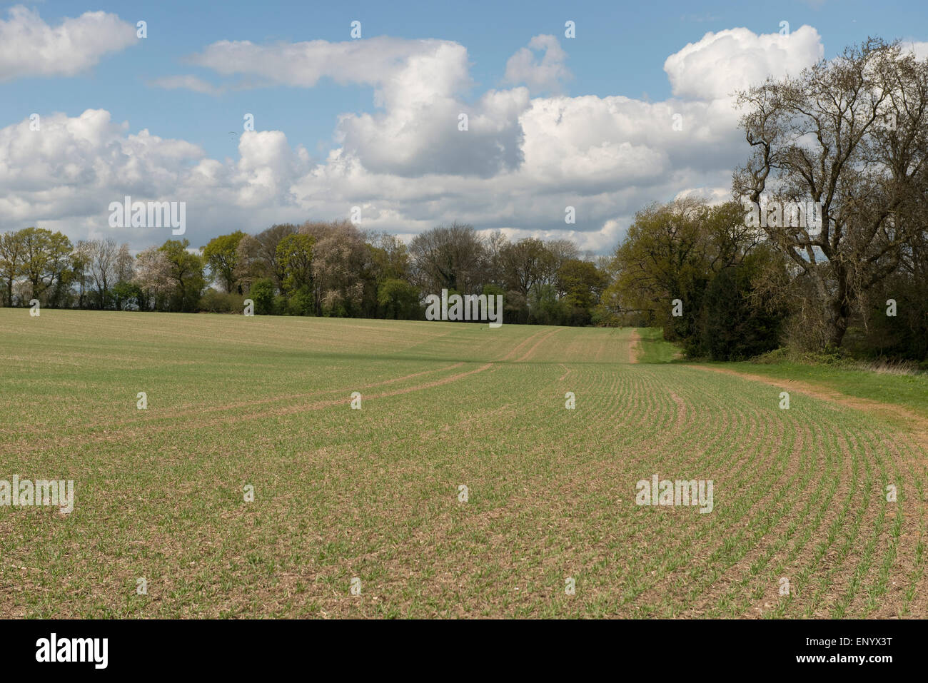Lignes d'une culture de l'orge de printemps jeunes sur une belle journée de printemps précoce avec d'arbres entrée en feuille, Berkshire, Avril Banque D'Images