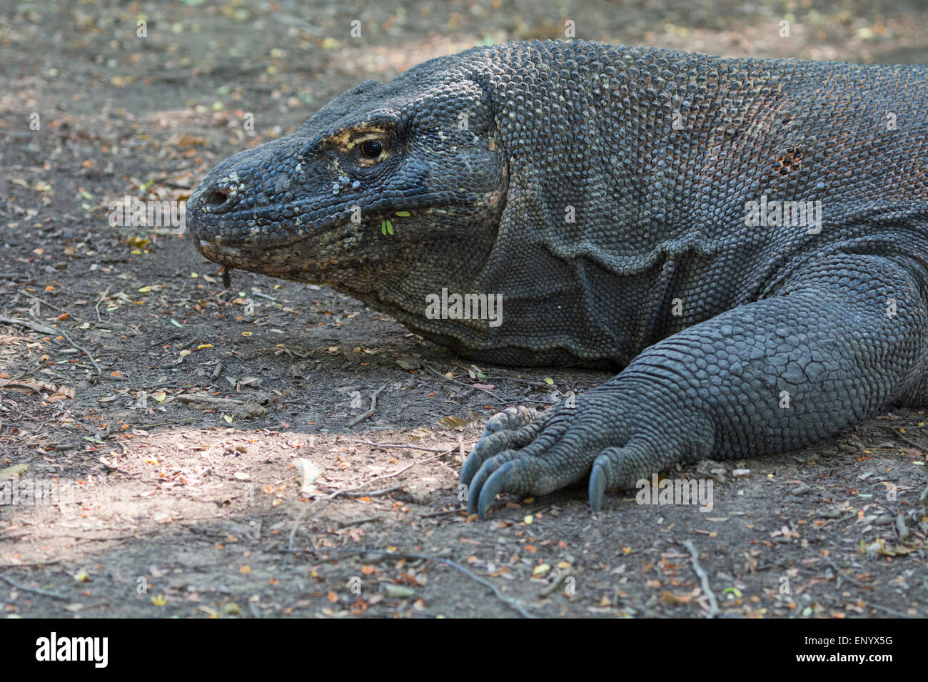 L'Indonésie, l'île de Komodo. Le Parc National de Komodo, UNESCO World Heritage Site. Célèbre dragon de Komodo. (WILD : Varanus komodoensis) Banque D'Images