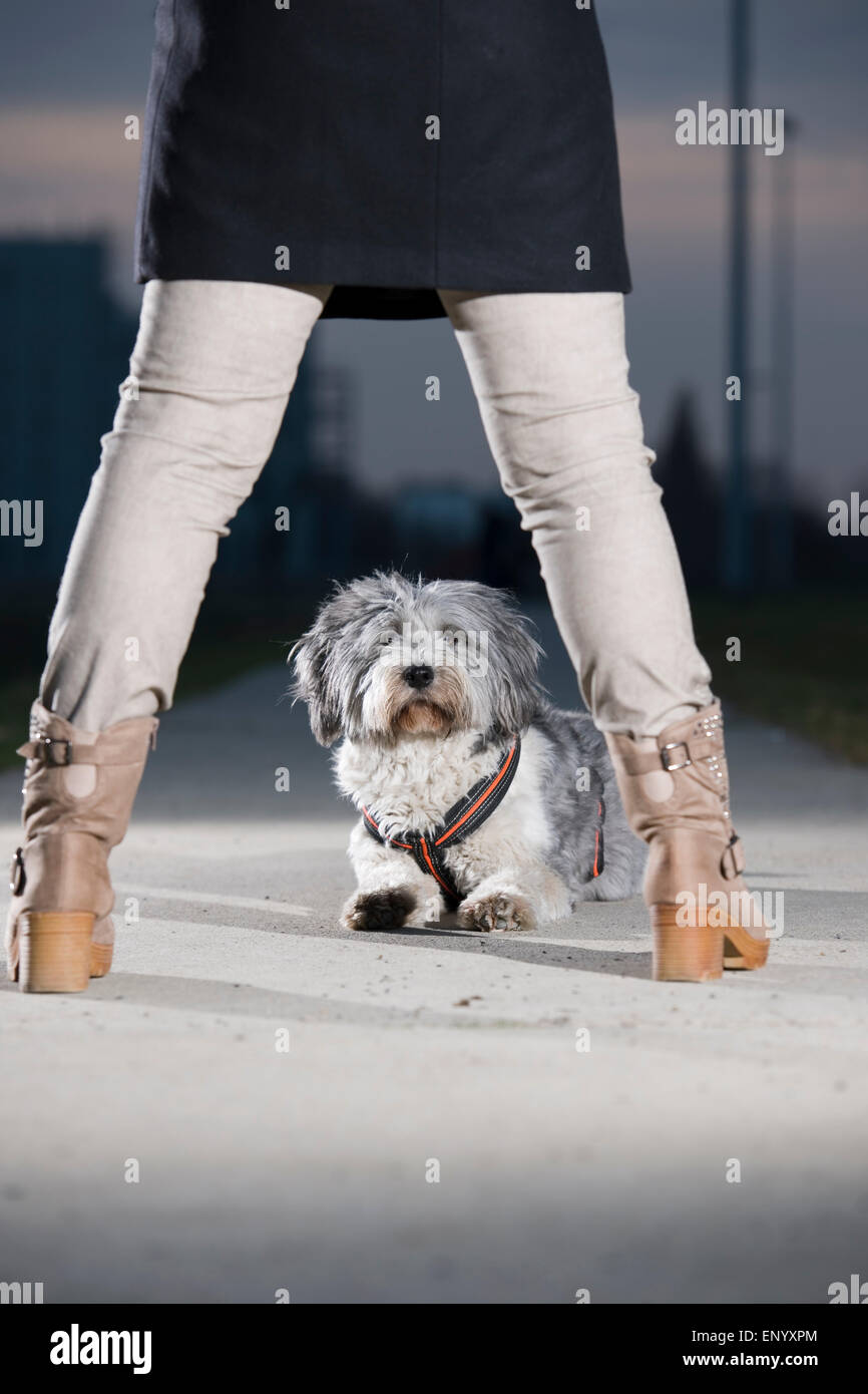 Vue frontale d'un profond assis sur un chemin en béton chien hybride entre les jambes d'une femme en jeans gris Banque D'Images