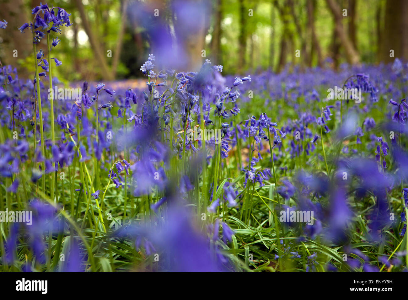 Bluebell flowers à woodland Banque D'Images