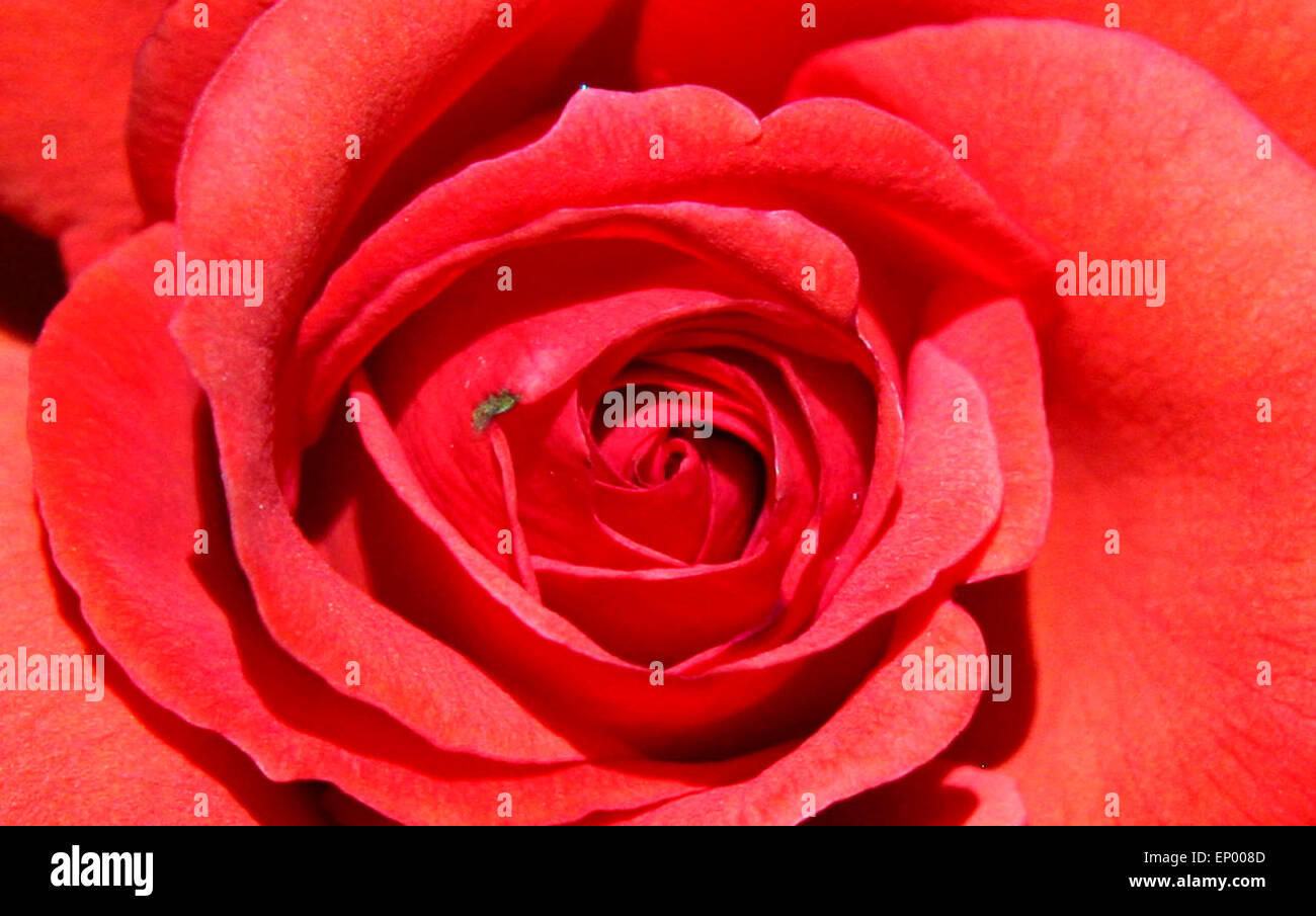 Rote Rose - Symbolbild Liebe/ Valentinstag/ rose rouge - image symbolique de l'amour, afection et Jour de Valentines. Banque D'Images