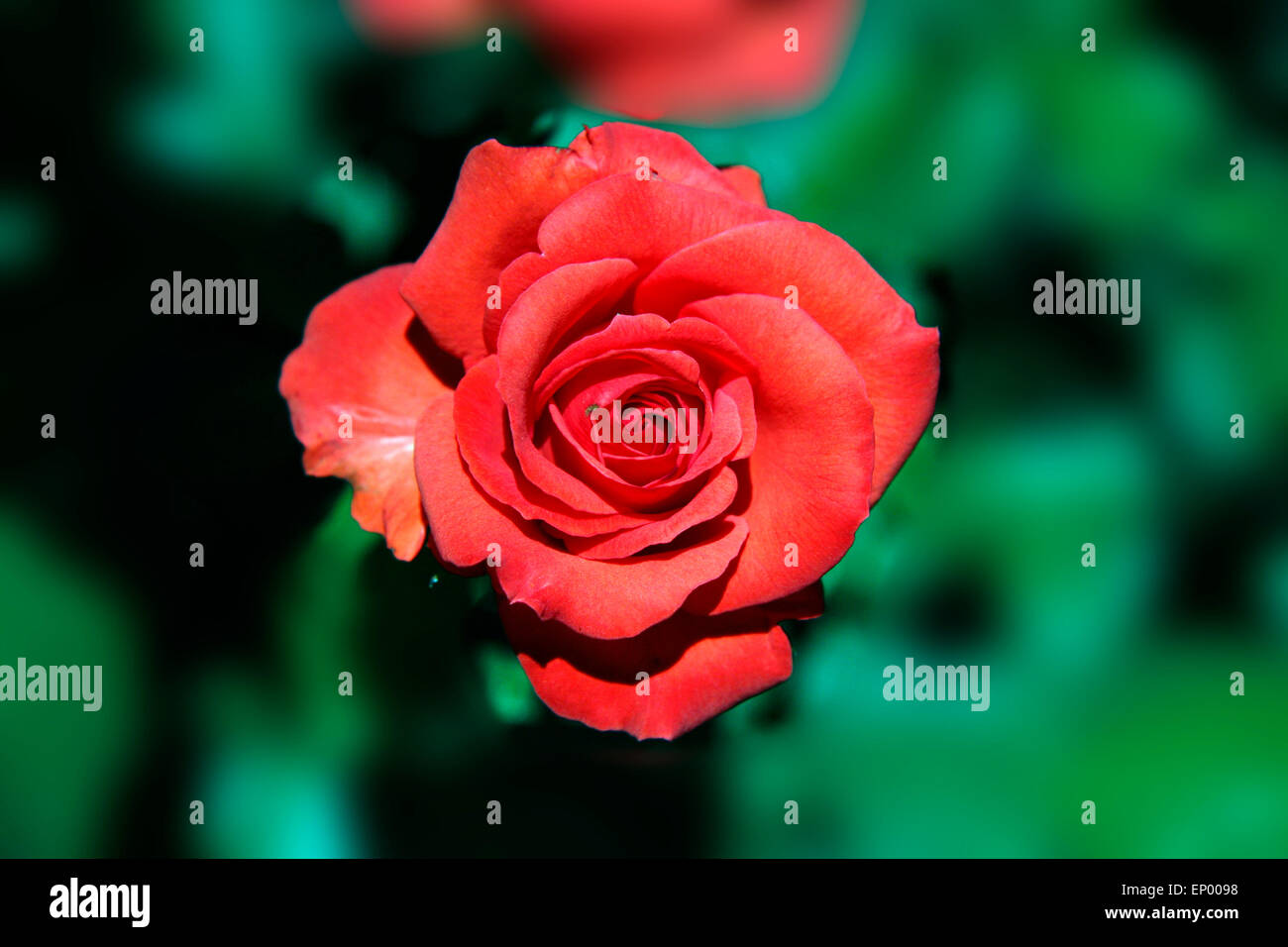 Rote Rose - Symbolbild Liebe/ Valentinstag/ rose rouge - image symbolique de l'amour, afection et Jour de Valentines. Banque D'Images