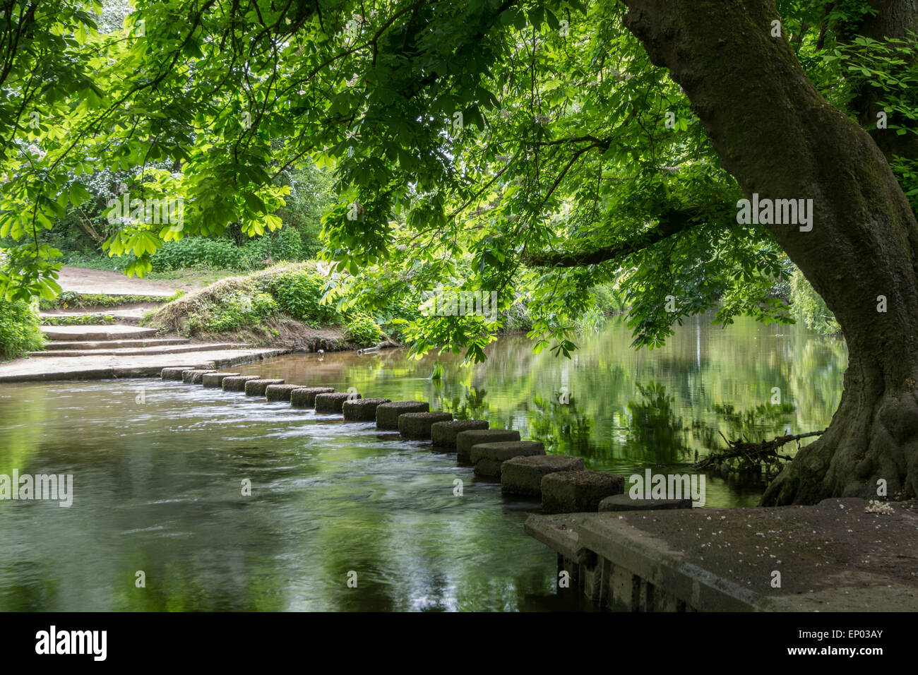 Pierres de gué sur la rivière Mole, Surrey, Angleterre Banque D'Images