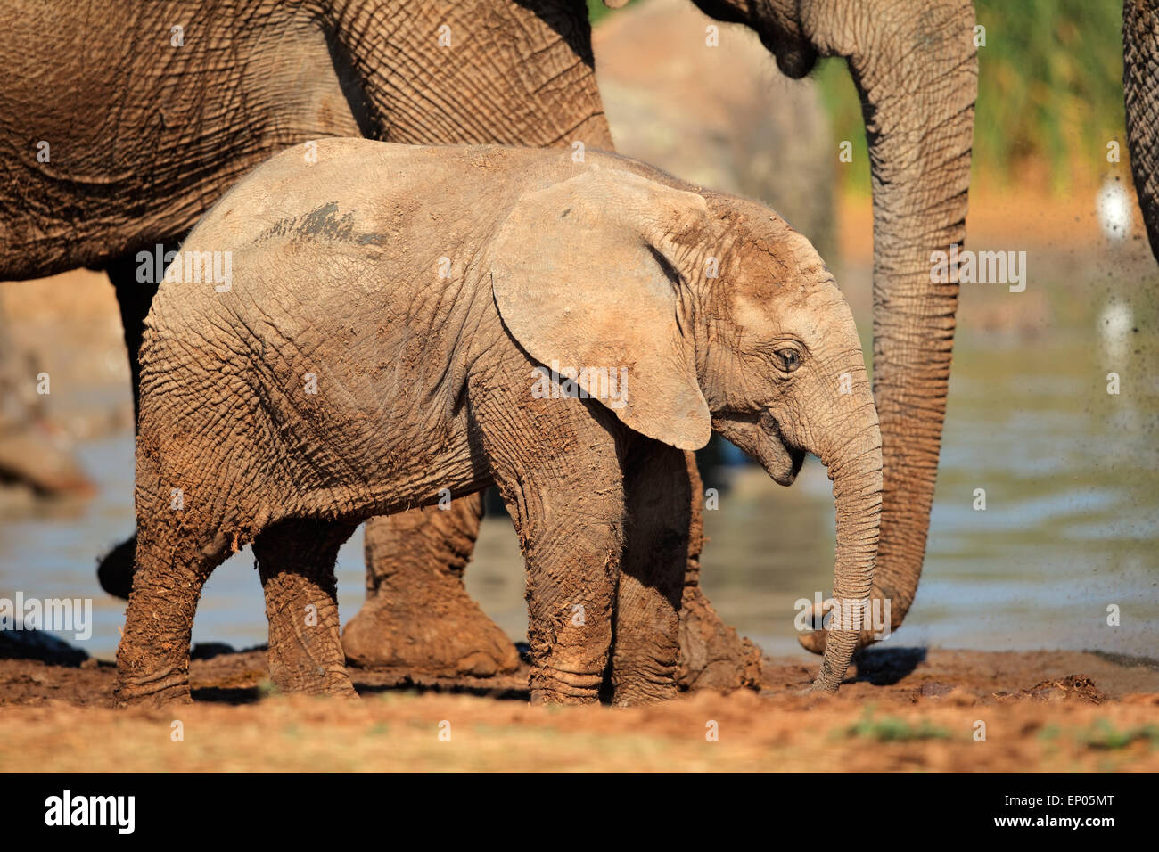 Un mignon bébé African elephant (Loxodonta africana), l'Addo Elephant National Park, Afrique du Sud Banque D'Images
