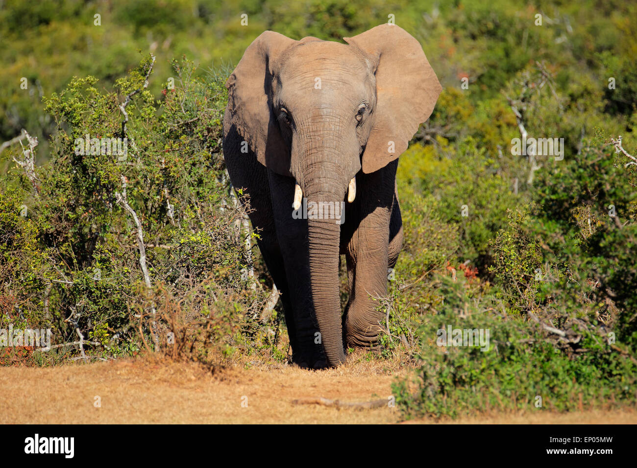 Grand éléphant africain (Loxodonta africana), l'Addo Elephant National Park, Afrique du Sud Banque D'Images