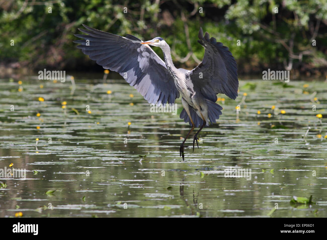 Beau spécimen de héron cendré photographié dans son environnement naturel Banque D'Images