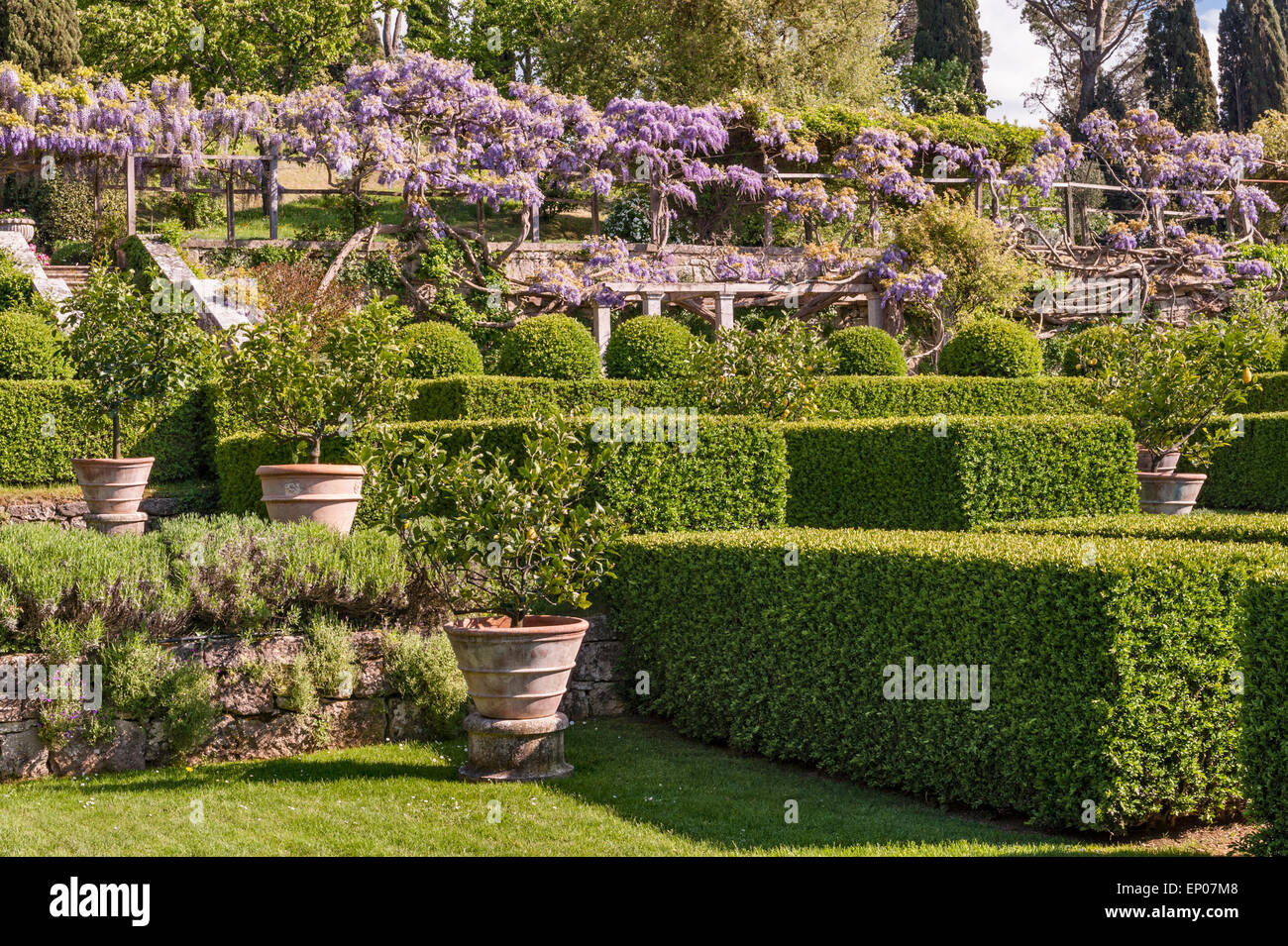 La Foce, Chianciano Terme, Toscane, Italie. La spectaculaire tunnel wisteria vu depuis le jardin de citron Banque D'Images