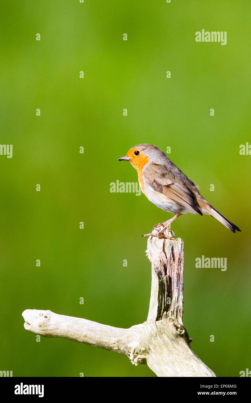 Un Robin (Erithacus rubecula aux abords Ynyshir RSPB) à réserver, Ceredigion Banque D'Images