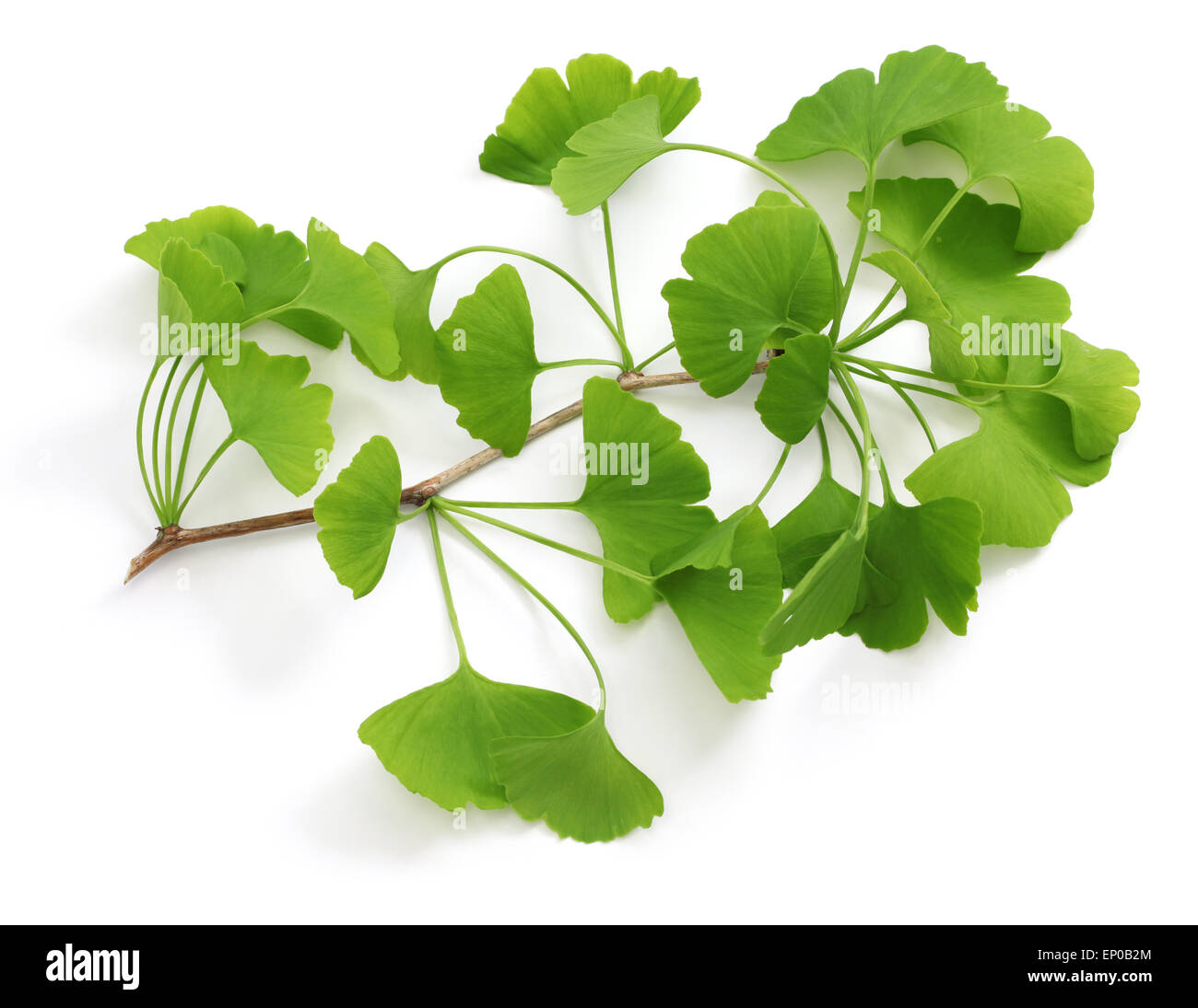 Le ginkgo biloba feuilles isolées sur fond blanc Banque D'Images