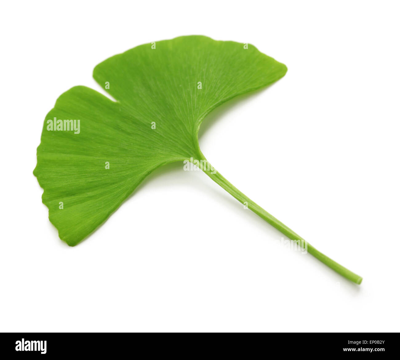 Le ginkgo biloba isolé sur fond blanc Banque D'Images