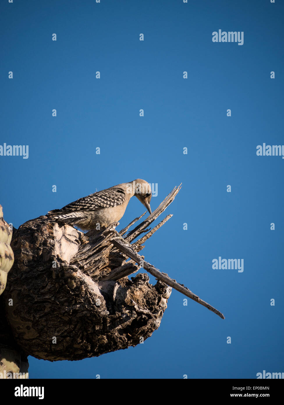 Gila Woodpecker (Melanerpes uropygialis) sur une branche de saguaro, Lost Dutchman State Park, Apache Junction, Arizona. Banque D'Images