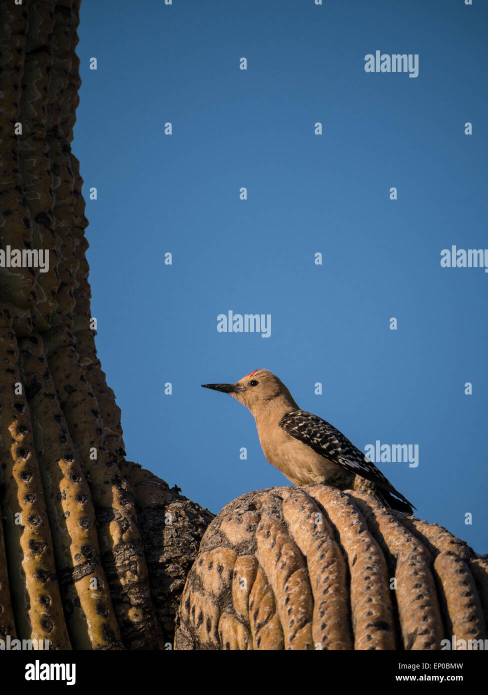 Gila woodpecker sur une branche, saguaro Lost Dutchman State Park, Apache Junction, Arizona. Banque D'Images