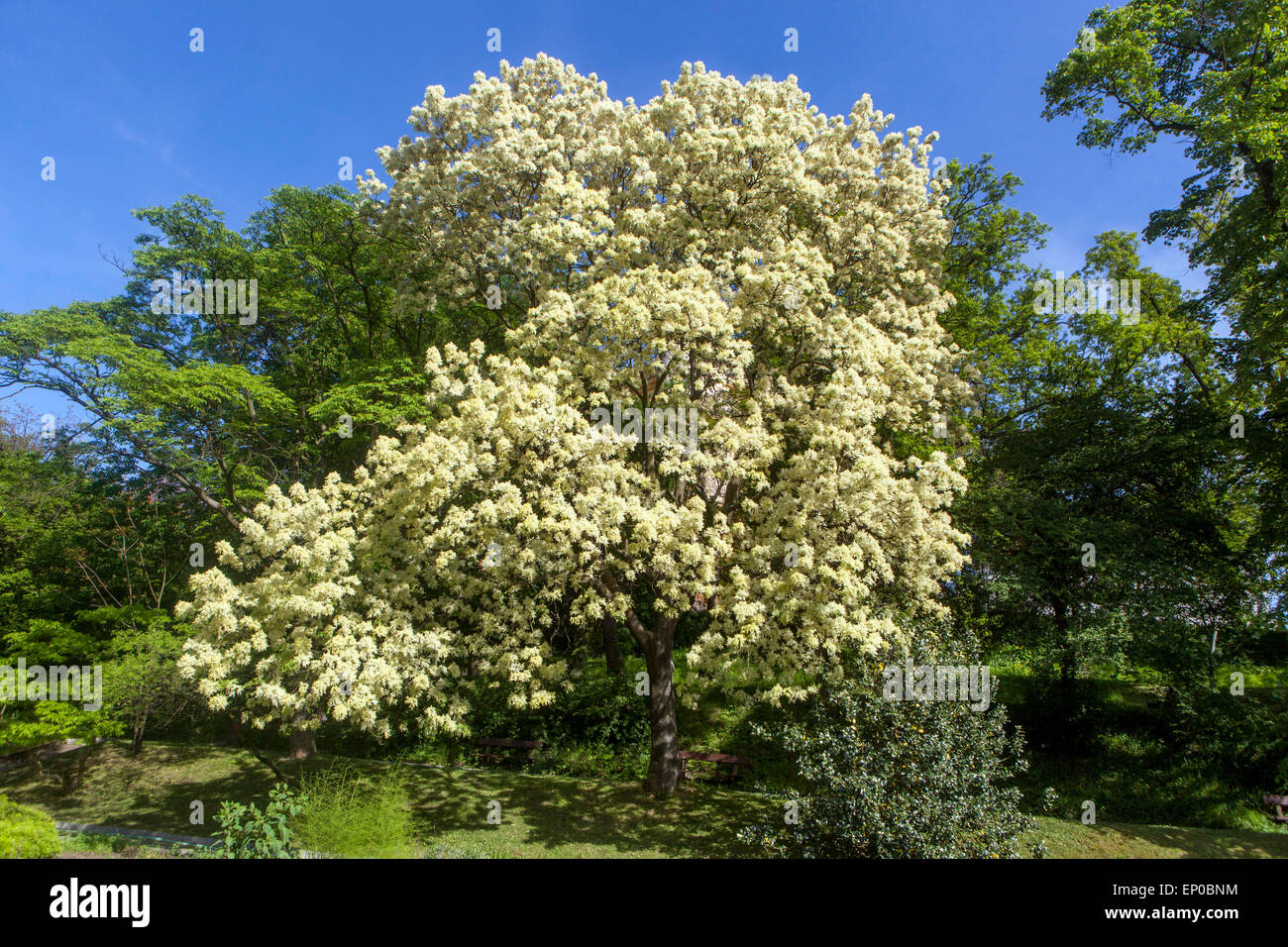 Manna Ash Fraxinus ornus arbre floraison en pleine floraison Fraxinus arbre floraison printemps mai floraison arbre floraison floraison sud-européenne fleurs de frêne Banque D'Images