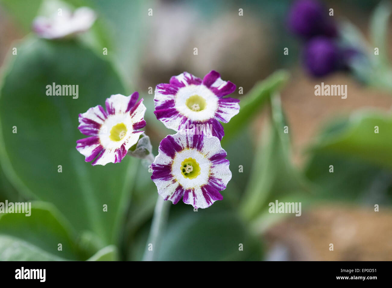 Primula auricula 'Regency Emperor' Banque D'Images