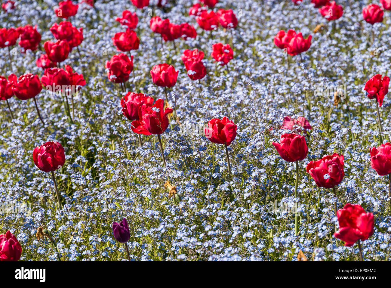 Tulipes rouges jardin au printemps Banque D'Images