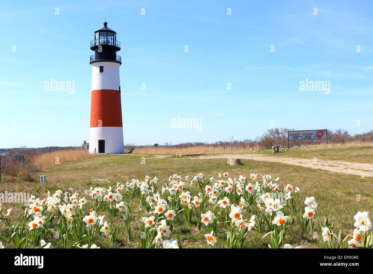 Phare de Nantucket, Light House, et des jonquilles à Sankaty head Siasconset, Nantucket Island, New England, Massachusetts, USA. Banque D'Images