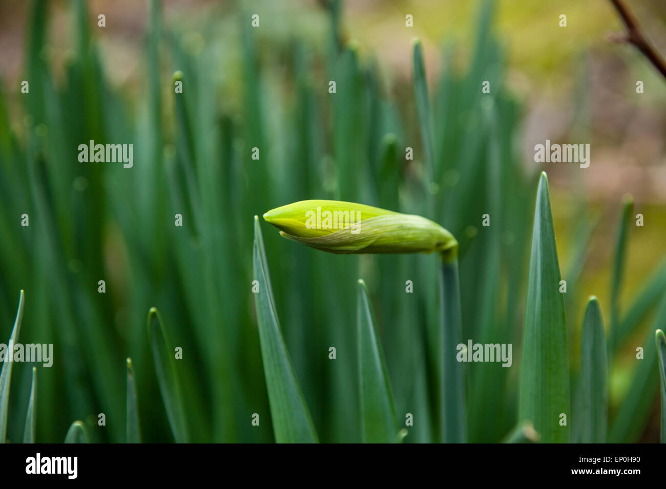 Jonquilles Banque D'Images