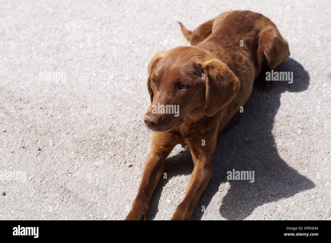 Chien fatigué se trouvent dans une rue, Close up Banque D'Images