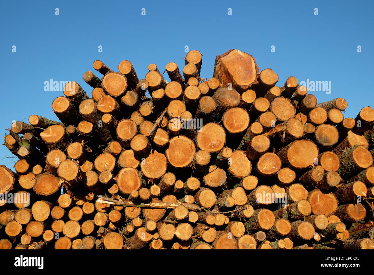 Sciage d'une grosse pile pile de grumes essence pin arbre bois empilés dans un champ dans le Herefordshire UK Banque D'Images