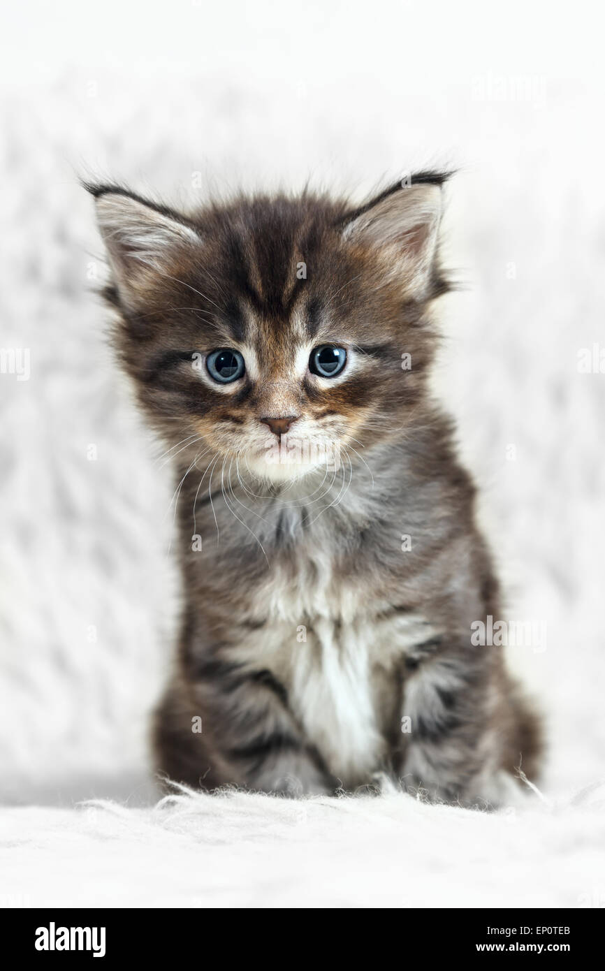 Petit Chaton Maine Coon Gris Aux Yeux Bleus Posant Sur Fond Blanc Fourrure Photo Stock Alamy Petit Chaton Maine Coon Gris Aux Yeux Bleus Posant Sur Fond Blanc Fourrure Photo Stock Alamy