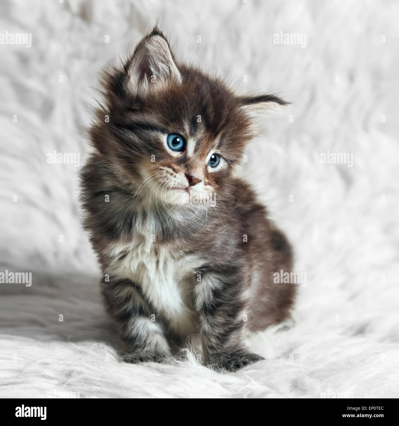 Petit Chaton Maine Coon Gris Aux Yeux Bleus Posant Sur Fond Blanc Fourrure Photo Stock Alamy