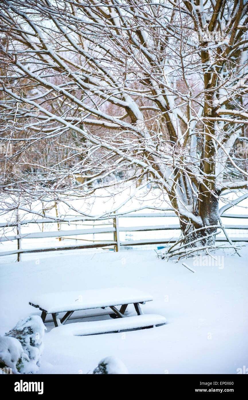 Arbre couvert de neige et banc de pique-nique après tempête à Fallston, MD Banque D'Images