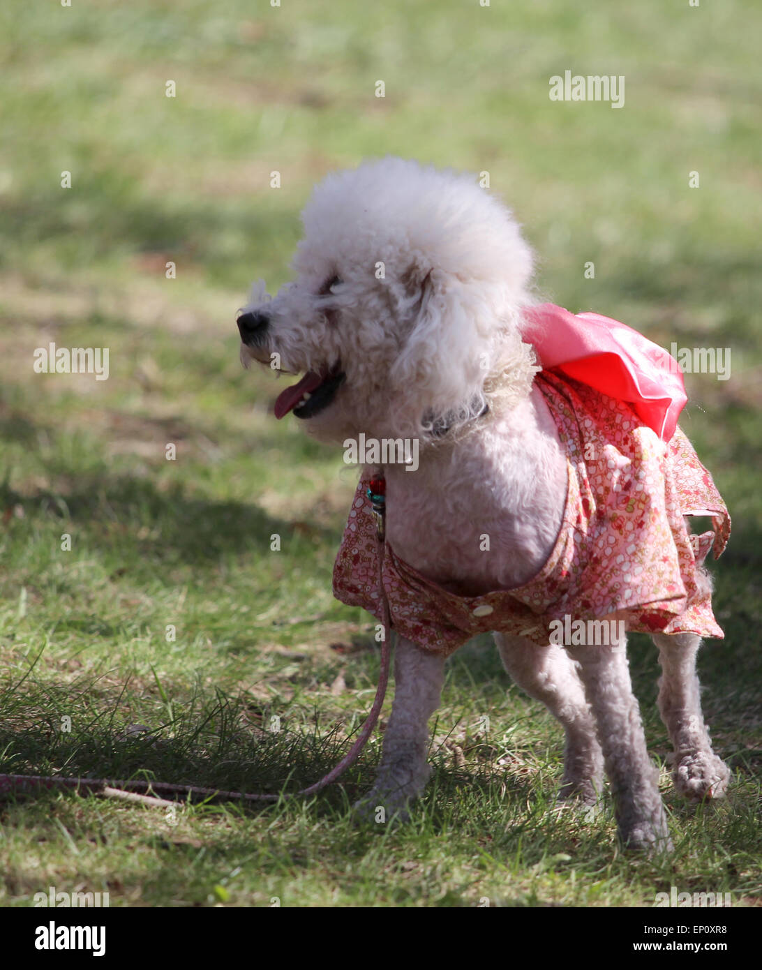 Caniche peu habillé pour la journée. Banque D'Images