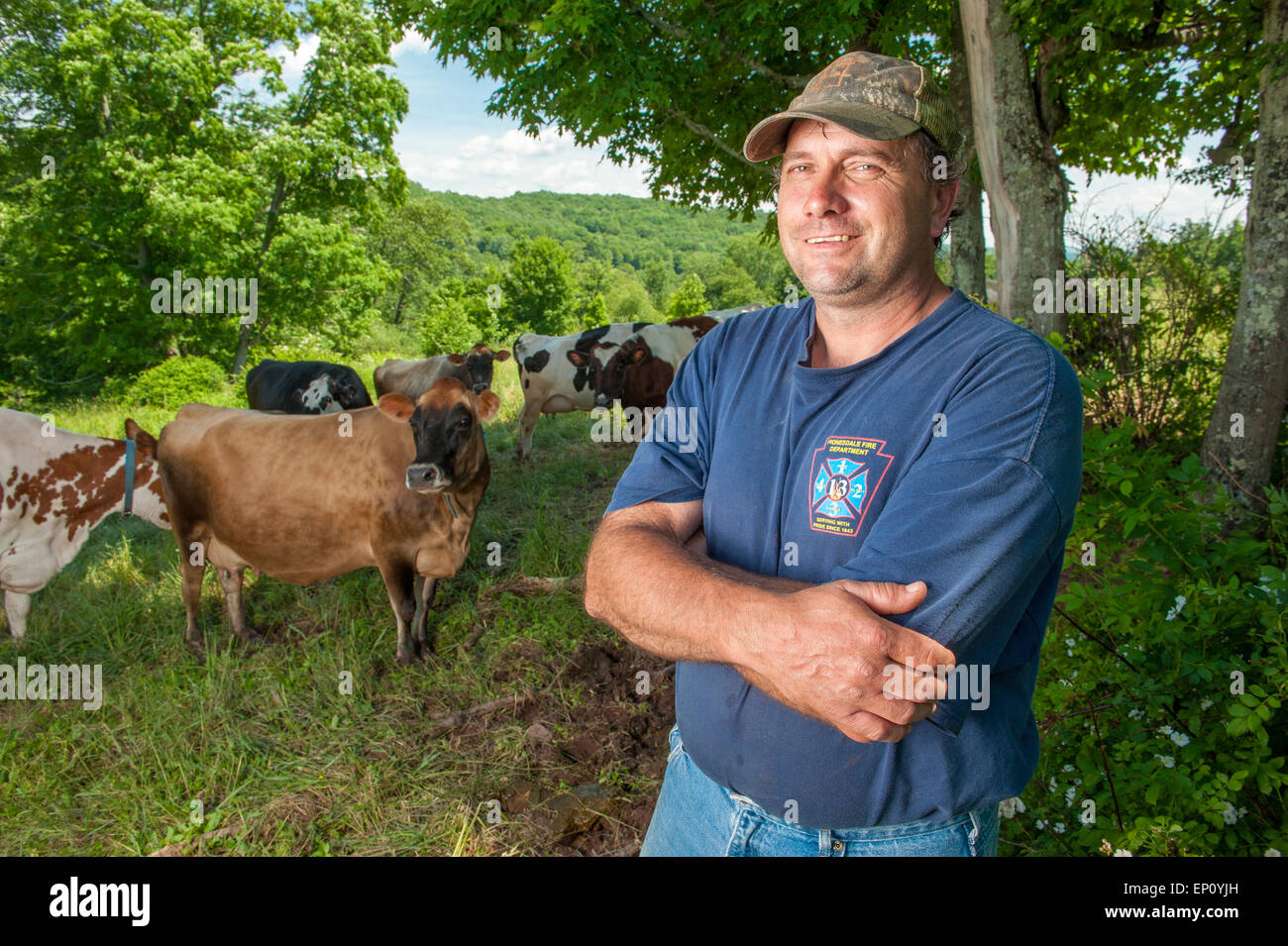 Homme debout avec des vaches dans un champ en Honesdale, PA. Banque D'Images