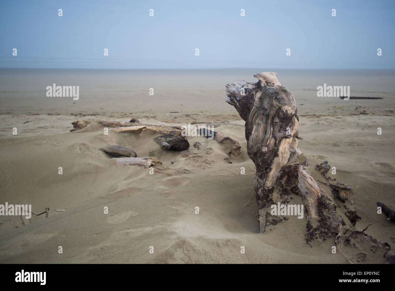 Driftwood enveloppé dans du sable dans l'Oregon, USA Banque D'Images