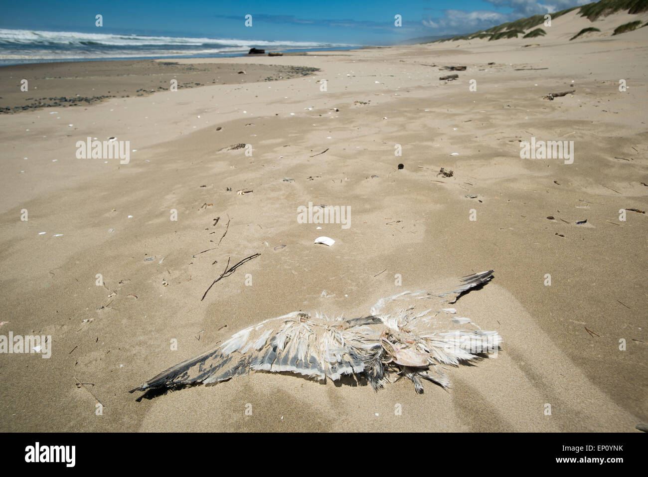 Carcasse Seagull le long de la côte de l'Oregon, USA Banque D'Images